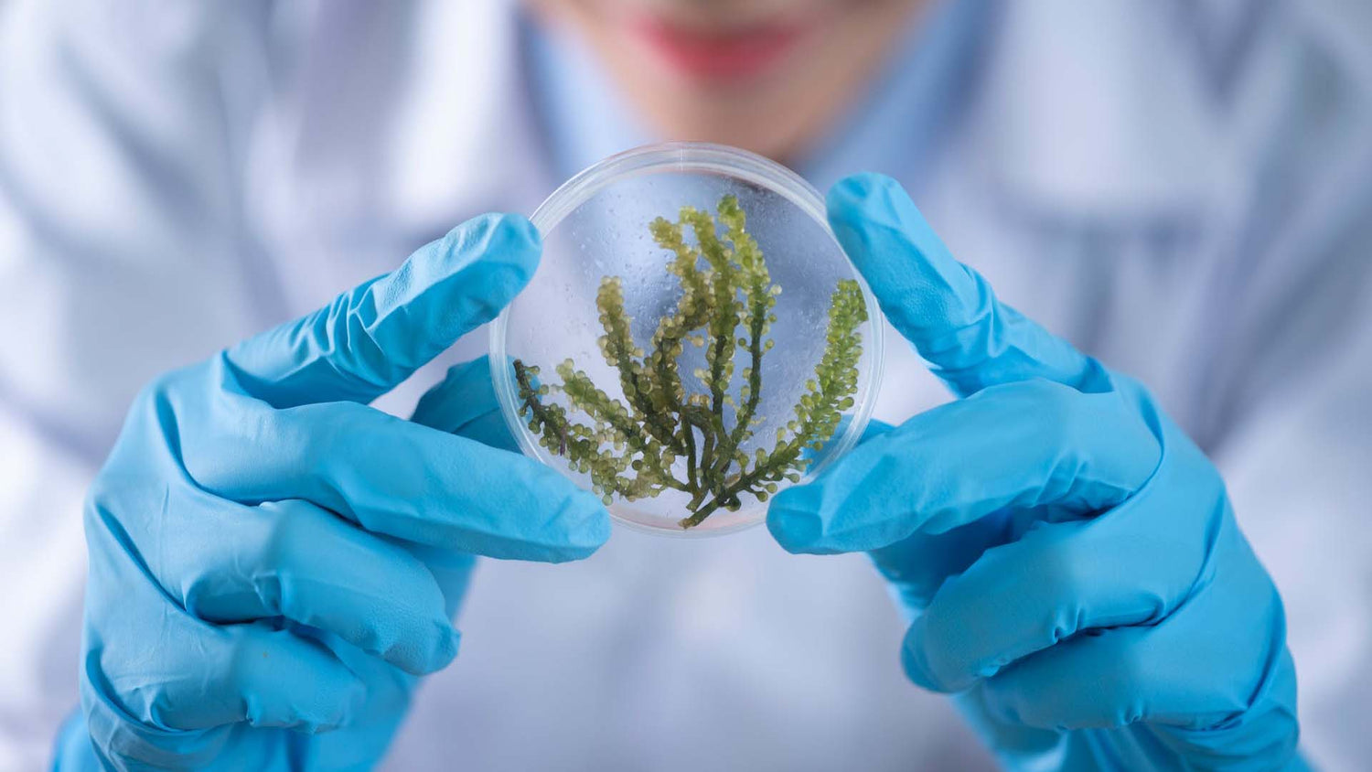 a biologist wearing blue nitrile gloves while holding a specimen container