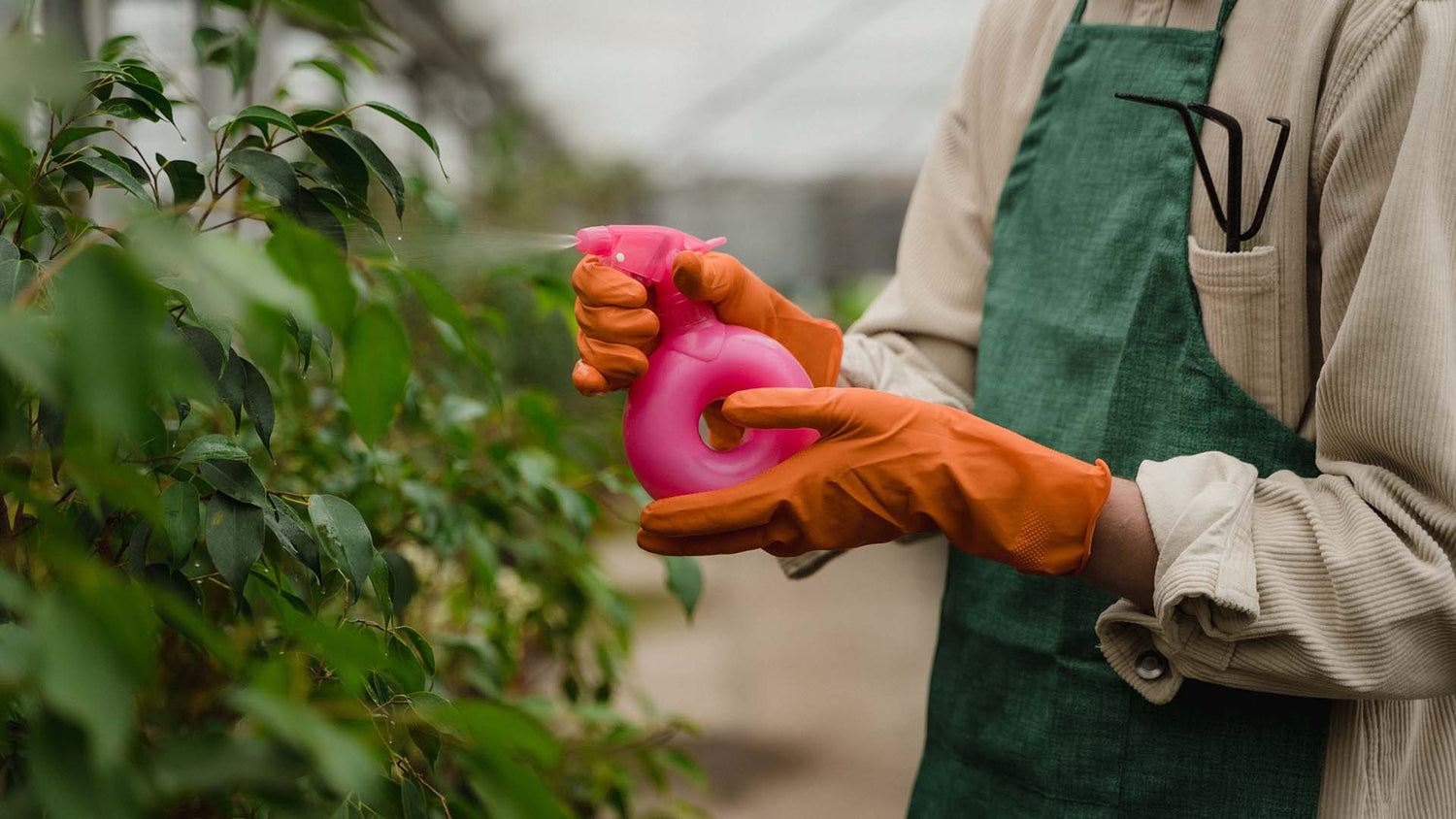 person wearing orange disposable gloves while watering the plants