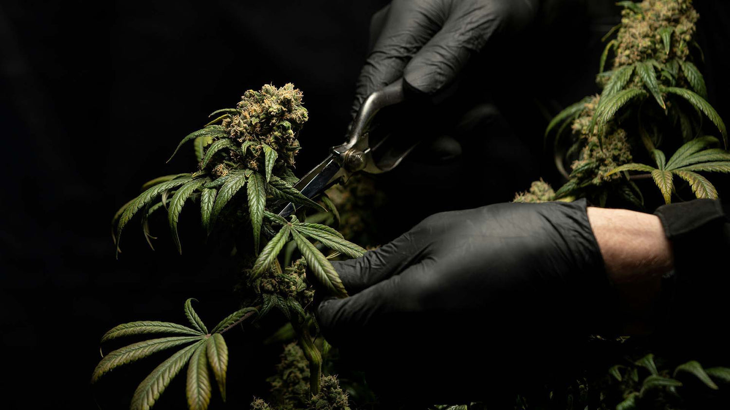 a person wearing black gloves while trimming a cannabis plant
