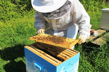 Best Disposable Gloves for Bee Keeping